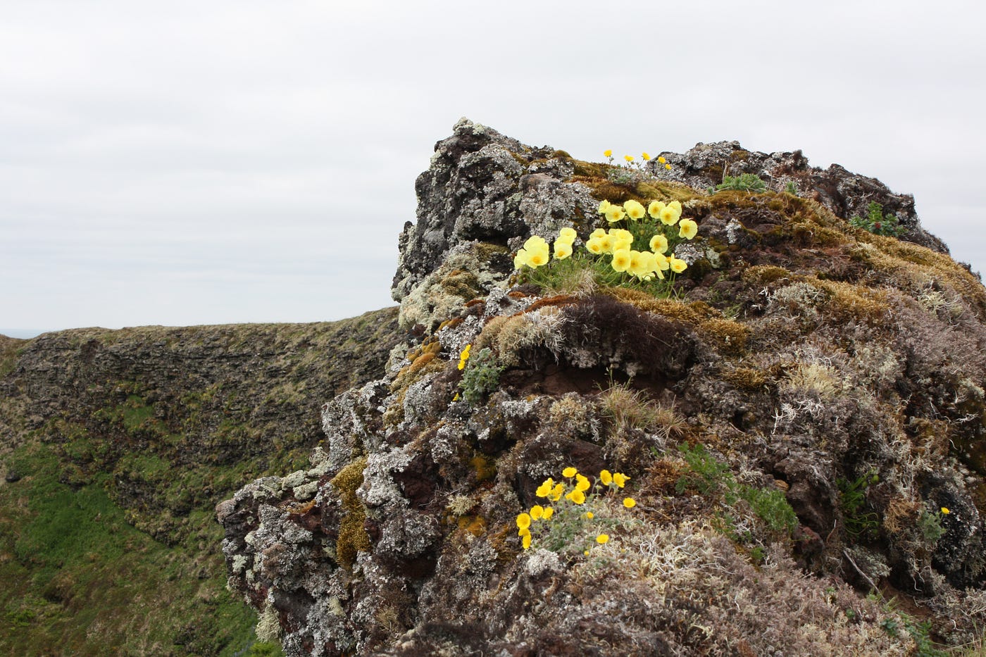 Yellow flowers growing in clumps on a small hill with rocky outcrop.