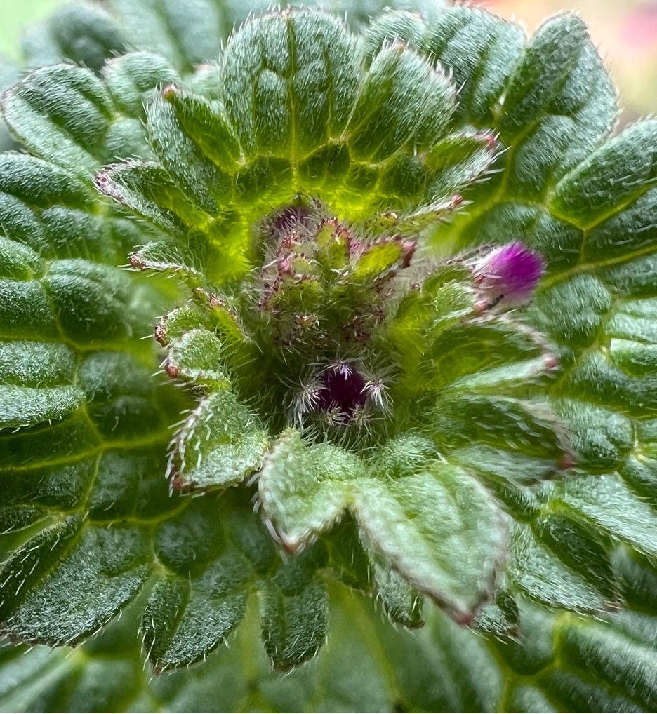 Home Is Where The Weeds Are. Pete Seeger is doing Where Have All The