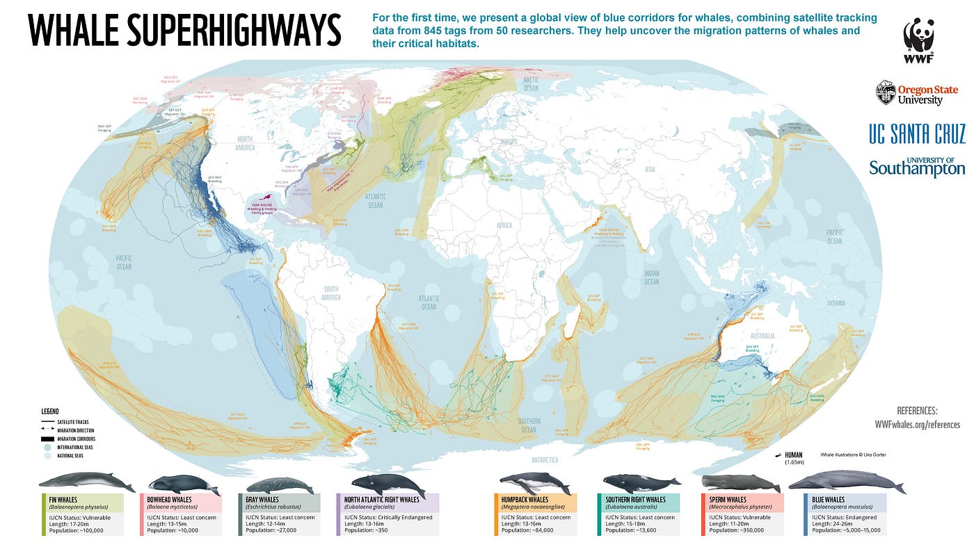 Whales on the move — mapping threats and solutions for our ocean giants 
