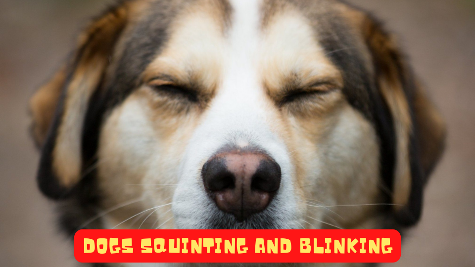 14 Useful Guides to Understand Your Dog Better by YSA Jul, 2022