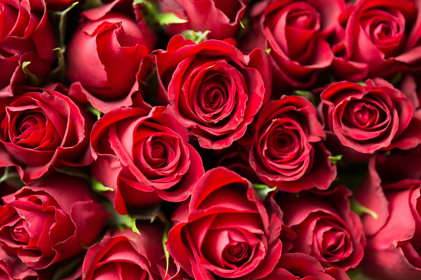 Saint-Valentin : si seulement vous connaissiez le coût réel d'une rose. |  by edeni | edeni stories | Medium