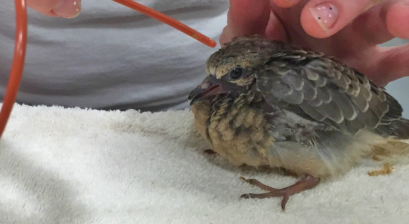 What To Do If You Find A Baby Bird By Conservancy Of Swfl A Week Inside The Von Arx Wildlife Hospital Medium
