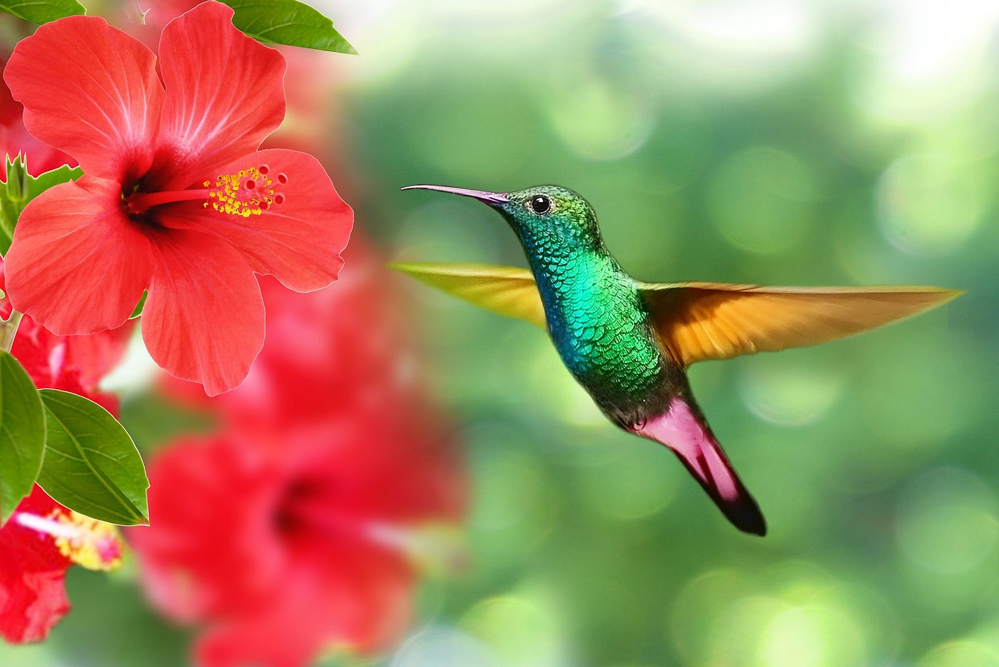 Hummingbird hovering over hibiscus flowers