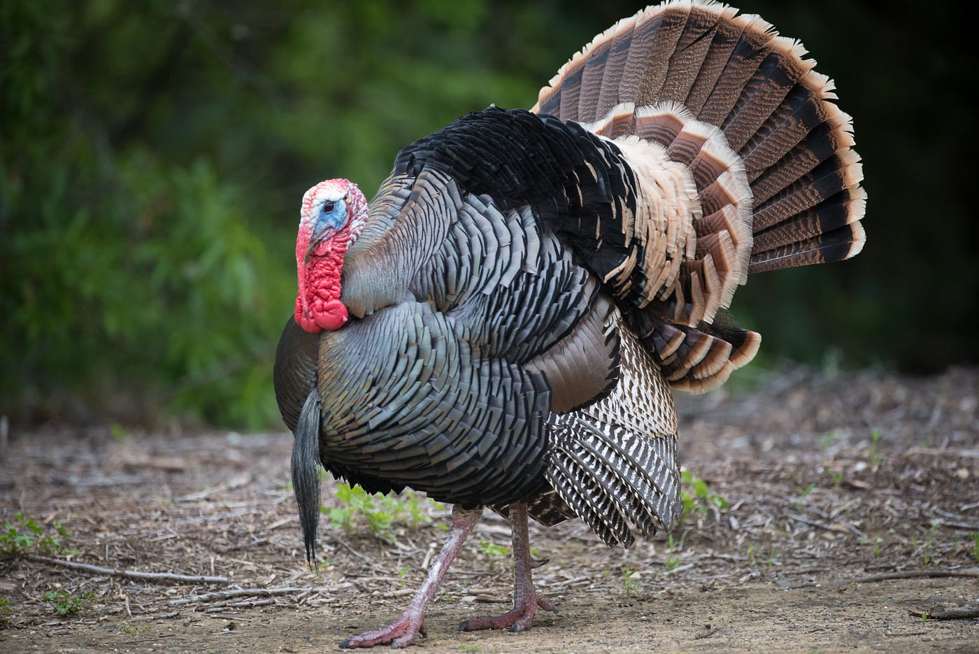 A tom turkey spreads his tail fan while walking in a clearing.