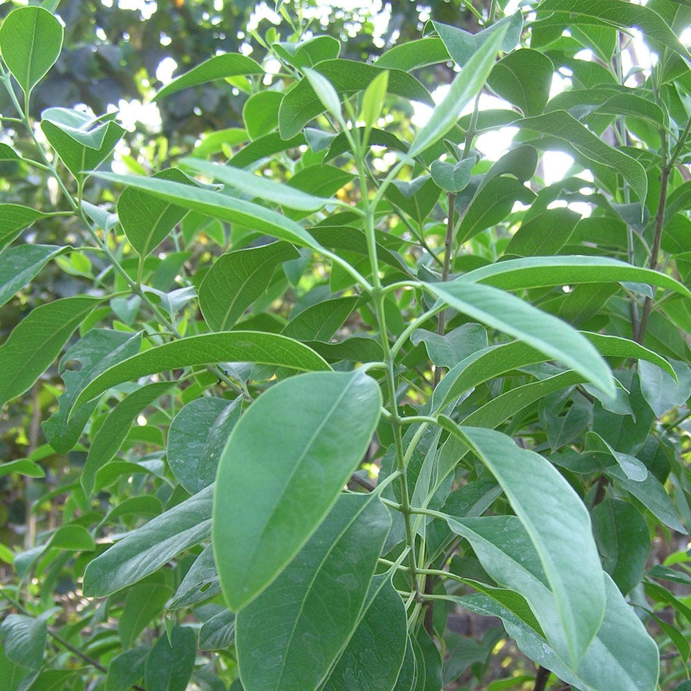 Sandalwood Essential Oils How To Choose Between The Different Types By Jonathan Hinde Medium