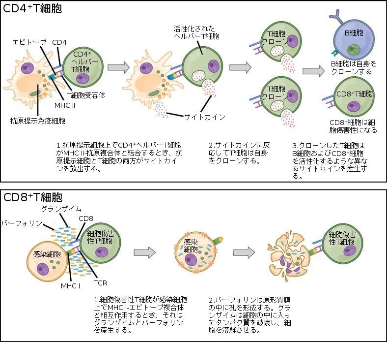 生物学 第2版 第42章 免疫系 Japanese Translation Of Biology 2e By Better Late Than Never Medium