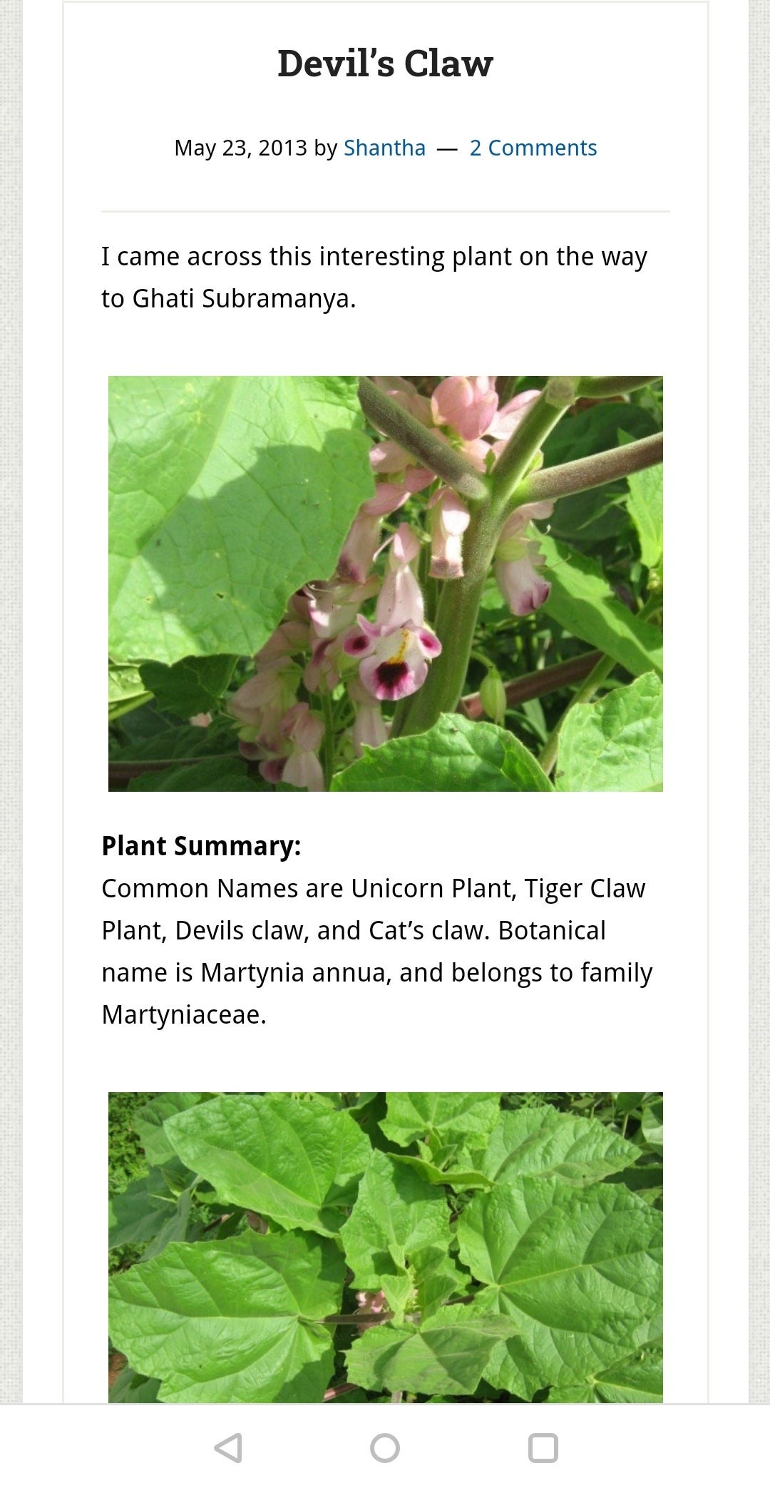 The bat head root. So I recently came upon this very… by jyotsna