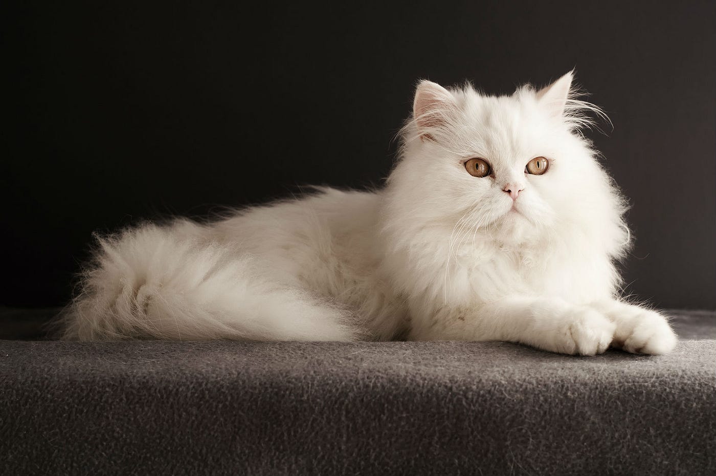 Persian cat
