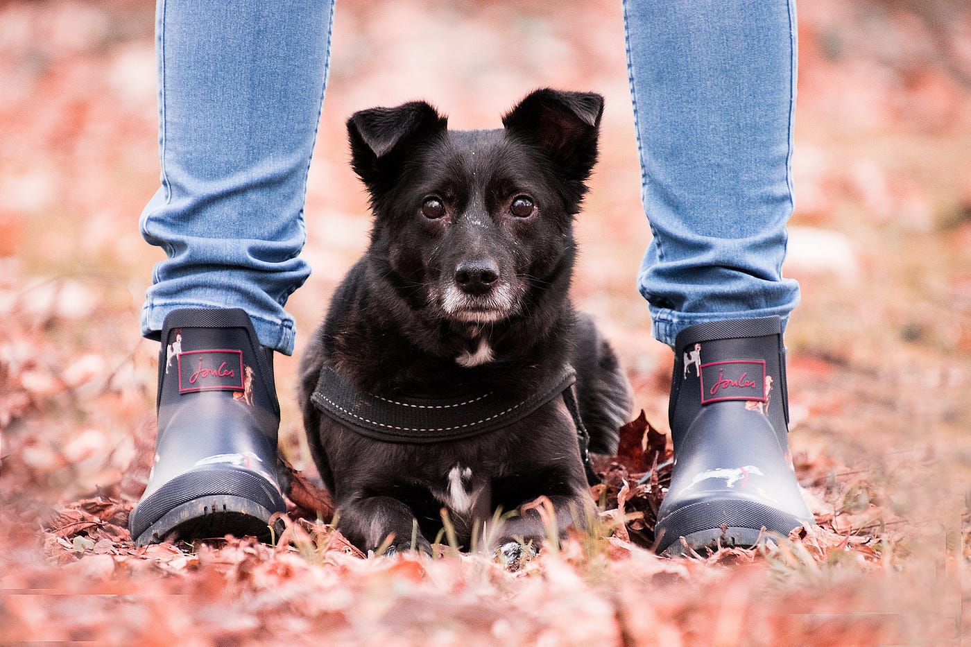 A black dog sitting between the legs of a woman who is standing and dressed in blue jeans and boots.