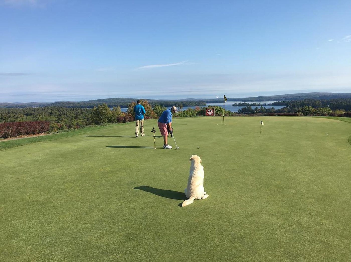 are dogs allowed on golf courses