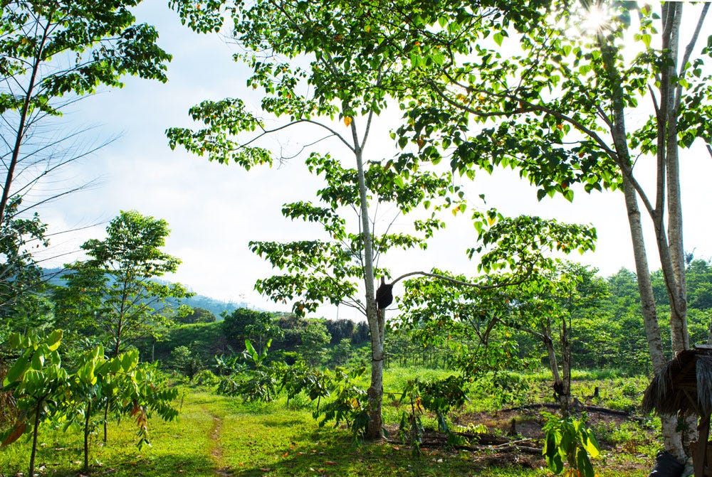 CasaQoya: Speciality Cacao and the Fertile Amazon Valley of Chazuta | by  Luz Jungbluth | Conscious Cacao Stories | Medium