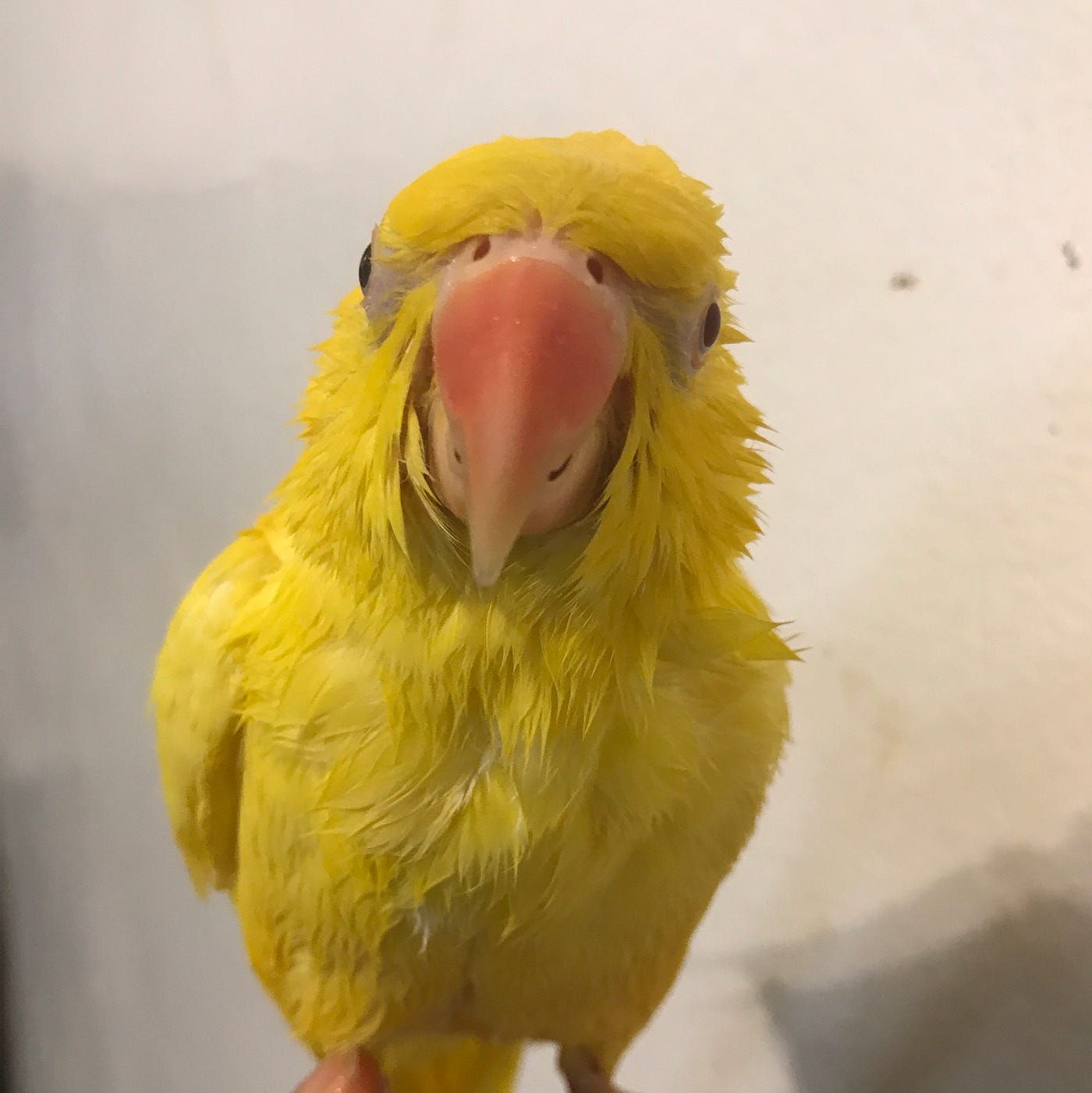 a yellow indian ringneck parakeet, a pet of the author.