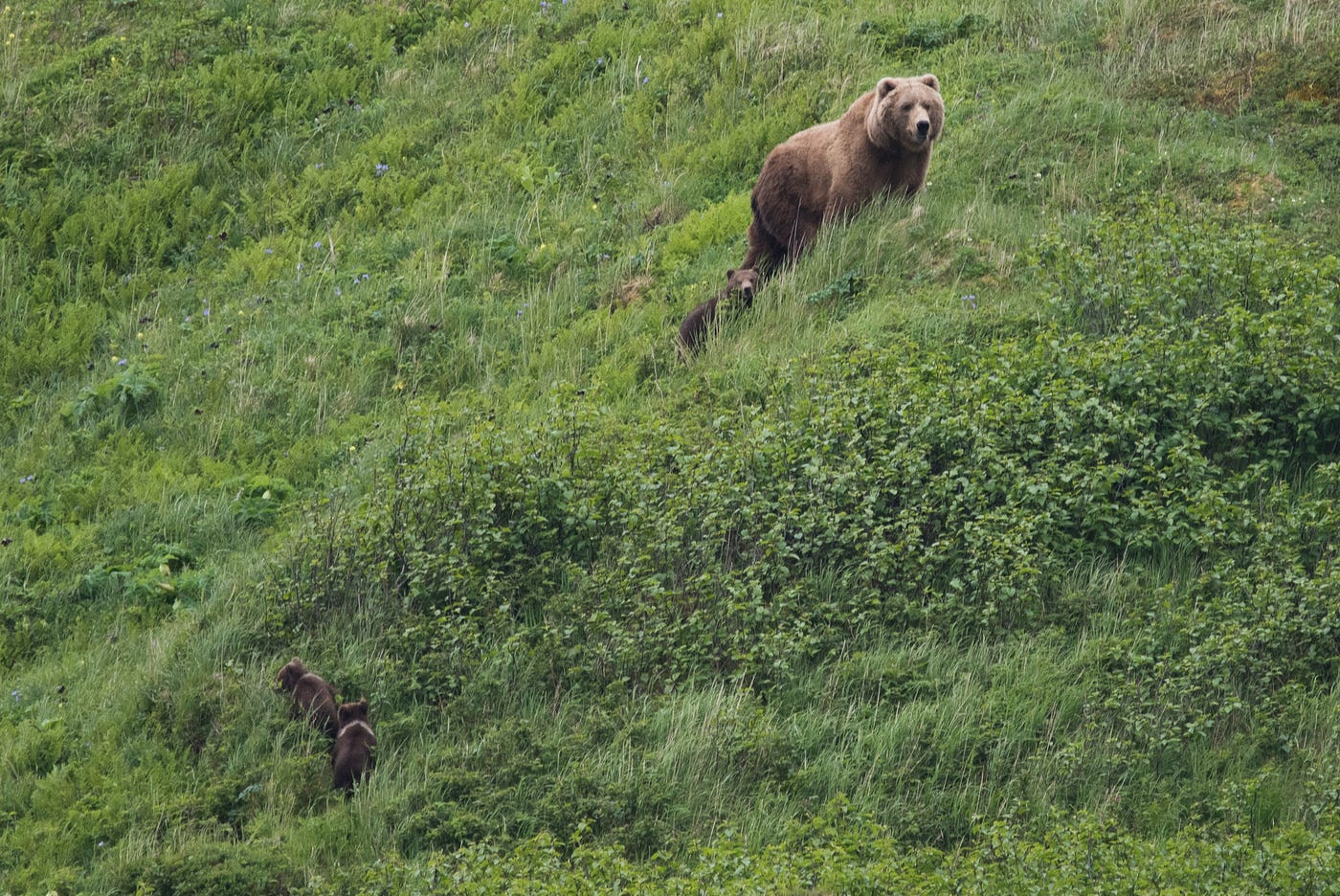 Sailing the Oceans of Alaska. Science by Sea for Alaska's Wildlife… | by  U.S.Fish&Wildlife Alaska | Medium