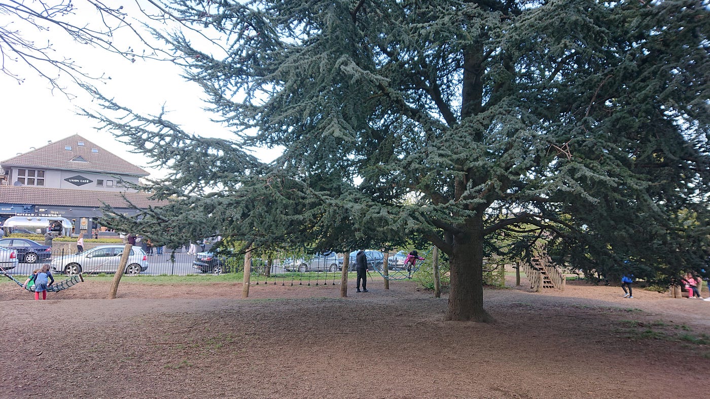 公園 煎鯛魚park Wild Pink Sea Bream 今天公園很多人 咖啡店屋頂上的狐狸已不見了 沿路花很美 午餐吃法國海捕鯛魚 刺身級 很難得 晚餐蛋炒飯和肉碎椰菜花 如有食用花更好 要夏天才有 三師媽媽