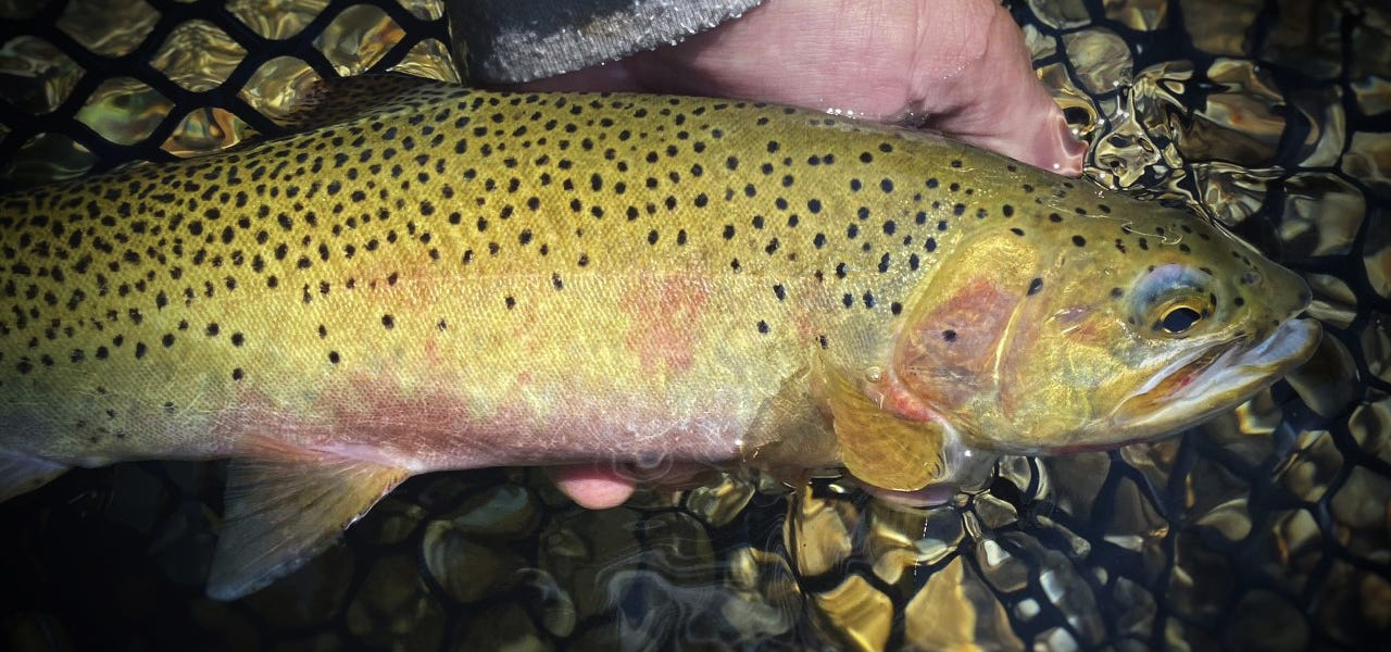 A yellow toned trout in a net
