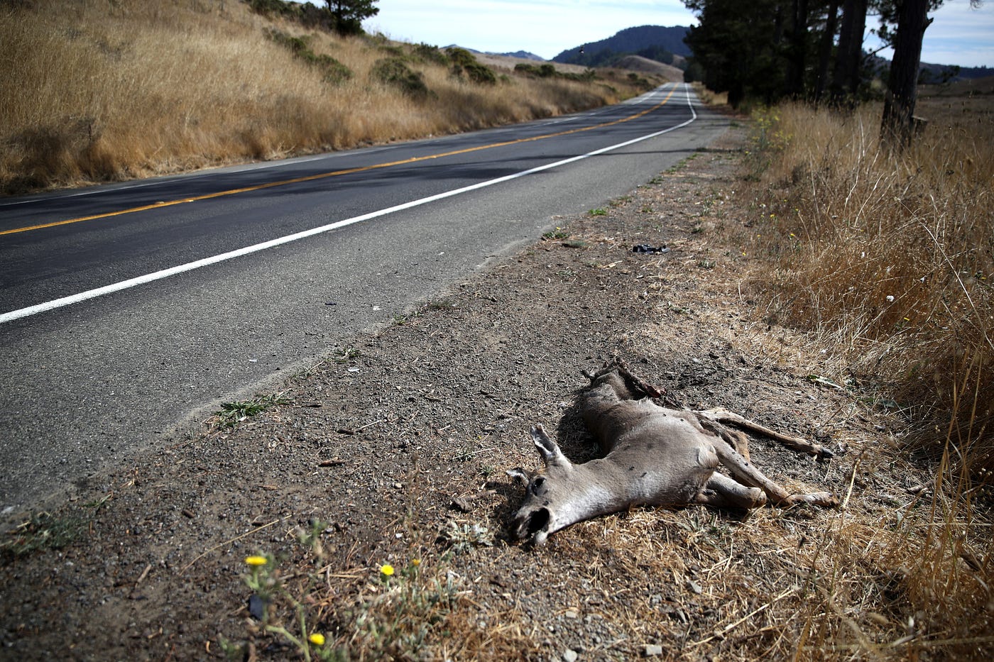 A photo of a dead deer on the side of the road.