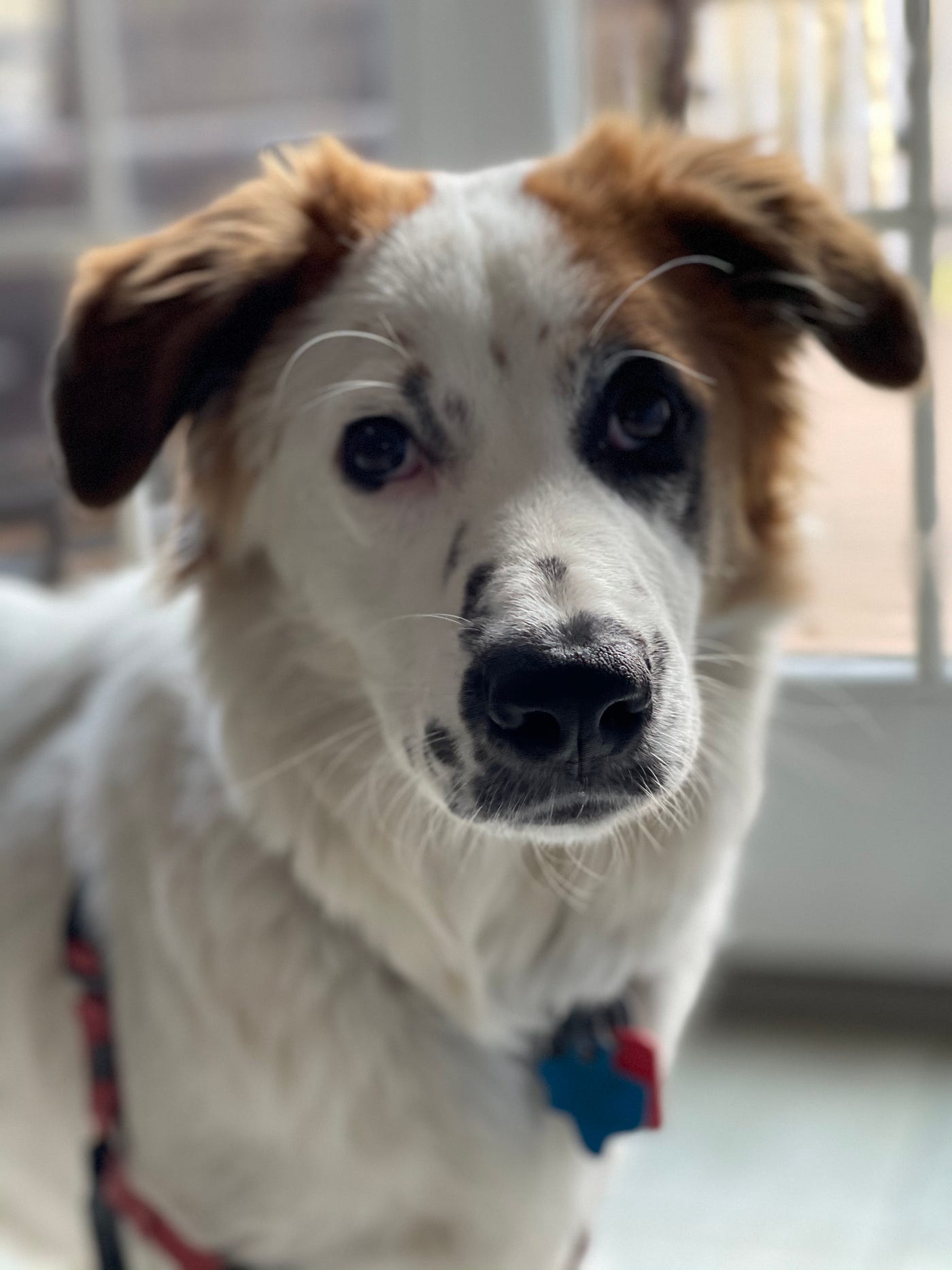 A photograph of my dog (named Papaya). The image is cropped close around her face with a soft focus on her nose.