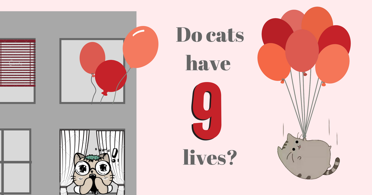 Do Cats Really Have 9 Lives?. Cats… | by Miao | Miao Academy | Medium