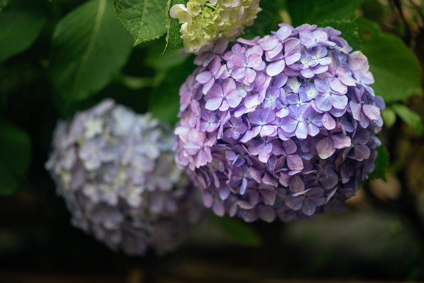 日本語 日本文化 日本旅行 鎌倉 自然 梅雨 梅 Kamakura Mind 日本語 日本文化 日本旅行 鎌倉 自然 梅雨 梅 Kamakura Mind