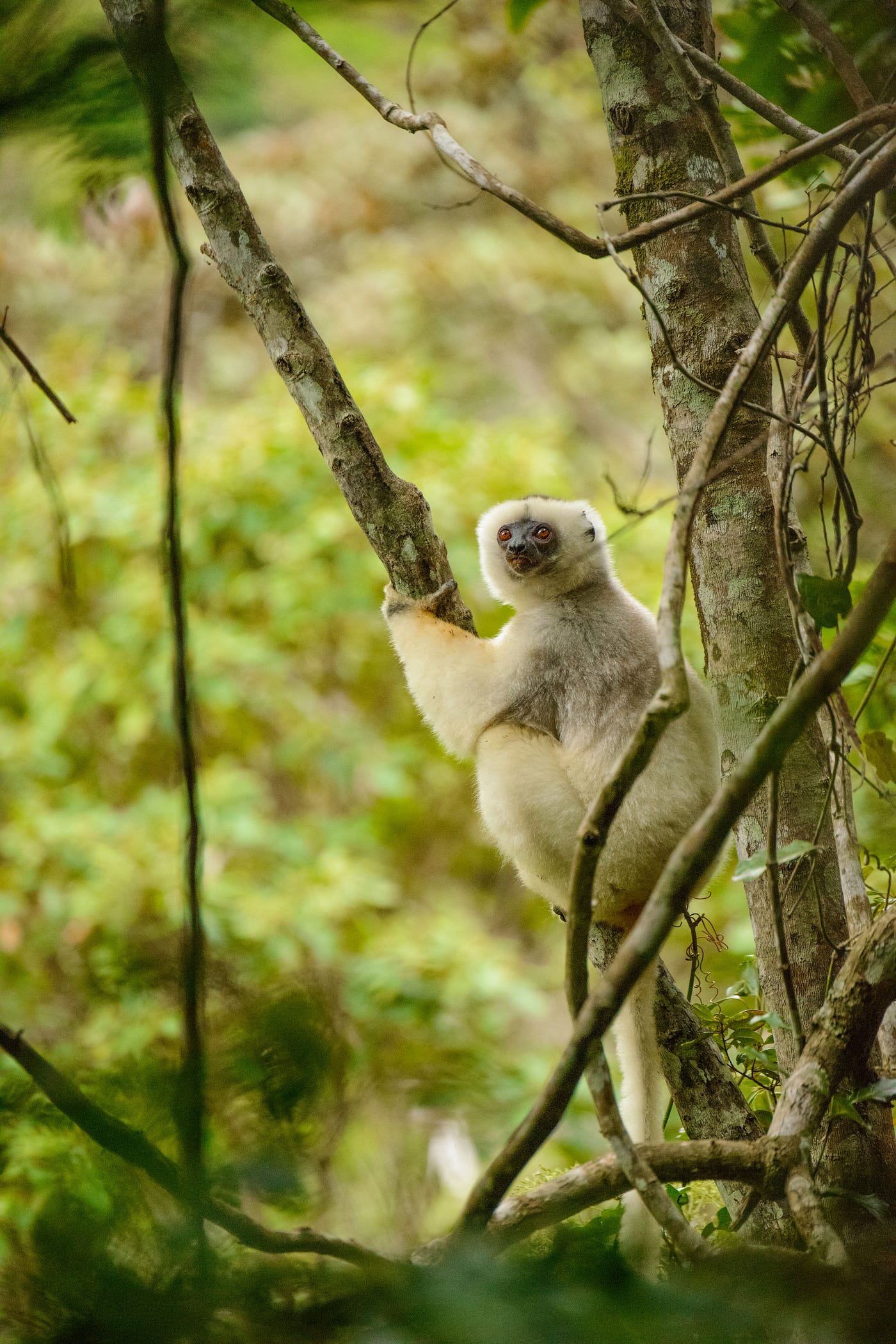 Northern Madagascar. Trip Roundup | by Ferdy Christant | Ferdy Christant