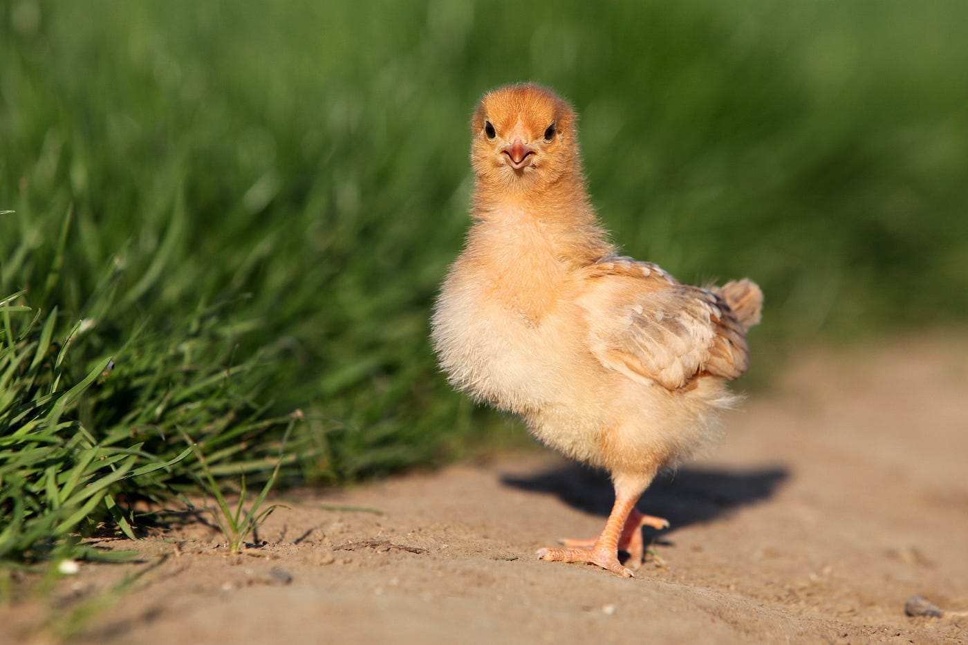 The Mother Hen Style Of Leadership By Almarie Meyer Medium