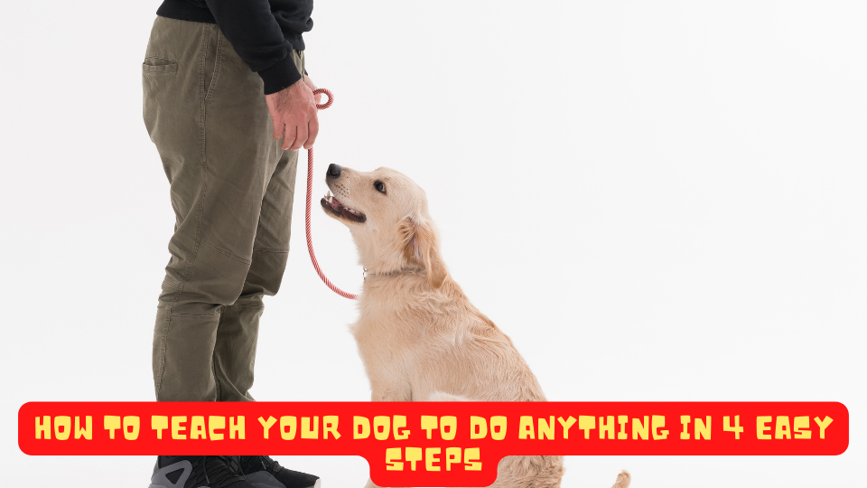 How to Teach Your Dog To Do Anything in 4 Easy Steps by YSA Jul, 2022 Medium