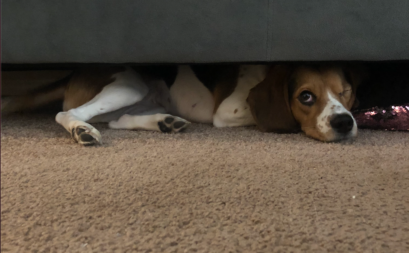 dog hide under bed