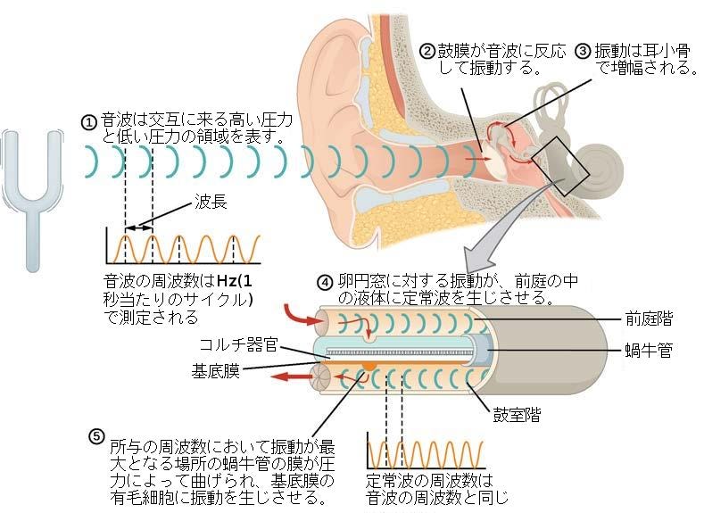 生物学 第2版 第36章 感覚系 Japanese Translation Of Biology 2e By Better Late Than Never Medium