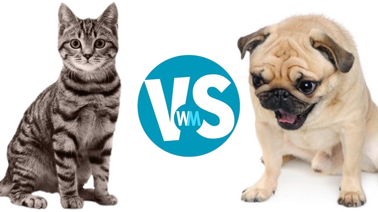 In your opinion, are cats or dogs better? Why? | by ThePawz Lab | Medium