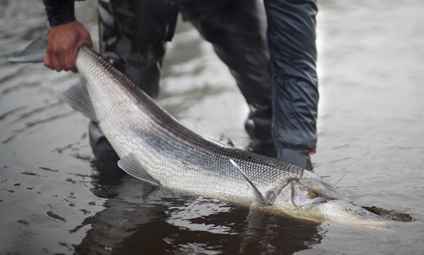 sheefish half in/half out of the water