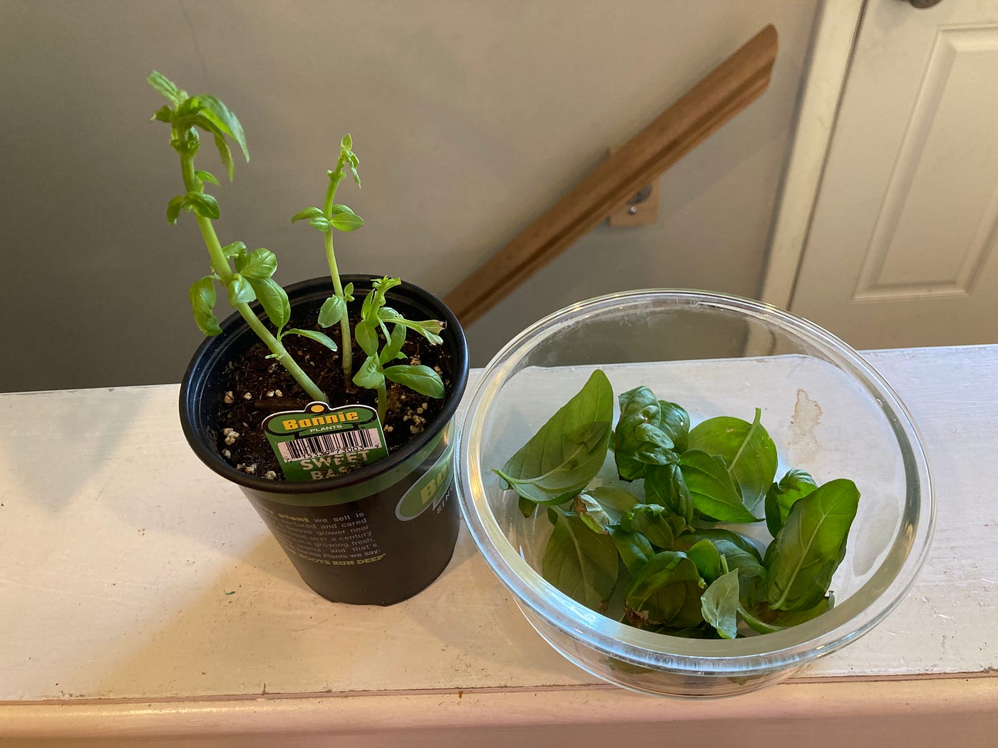 How to Dry Basil Step 1 Pick basil leaves and wash them, dry them with