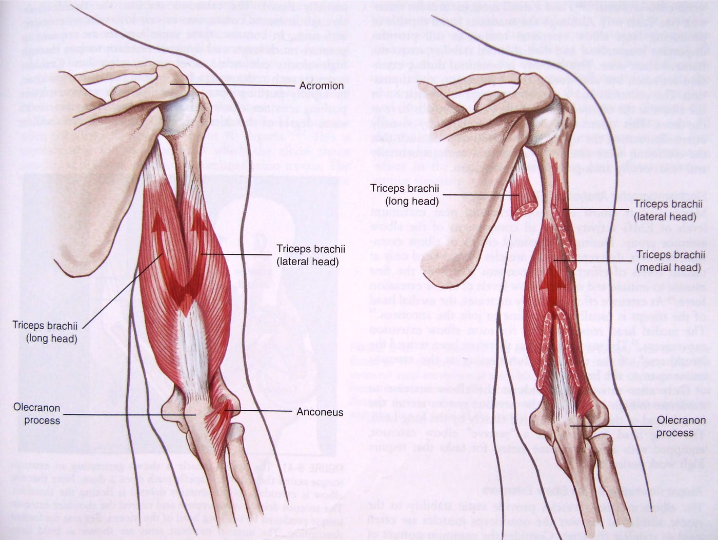 Triceps muscle anatomy. The triceps muscles are located at the… by