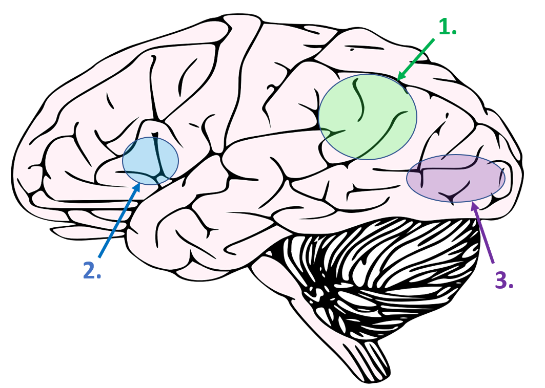 Changing Brains with Music Video Games | by Carlos Valcarcel | The Startup  | Medium