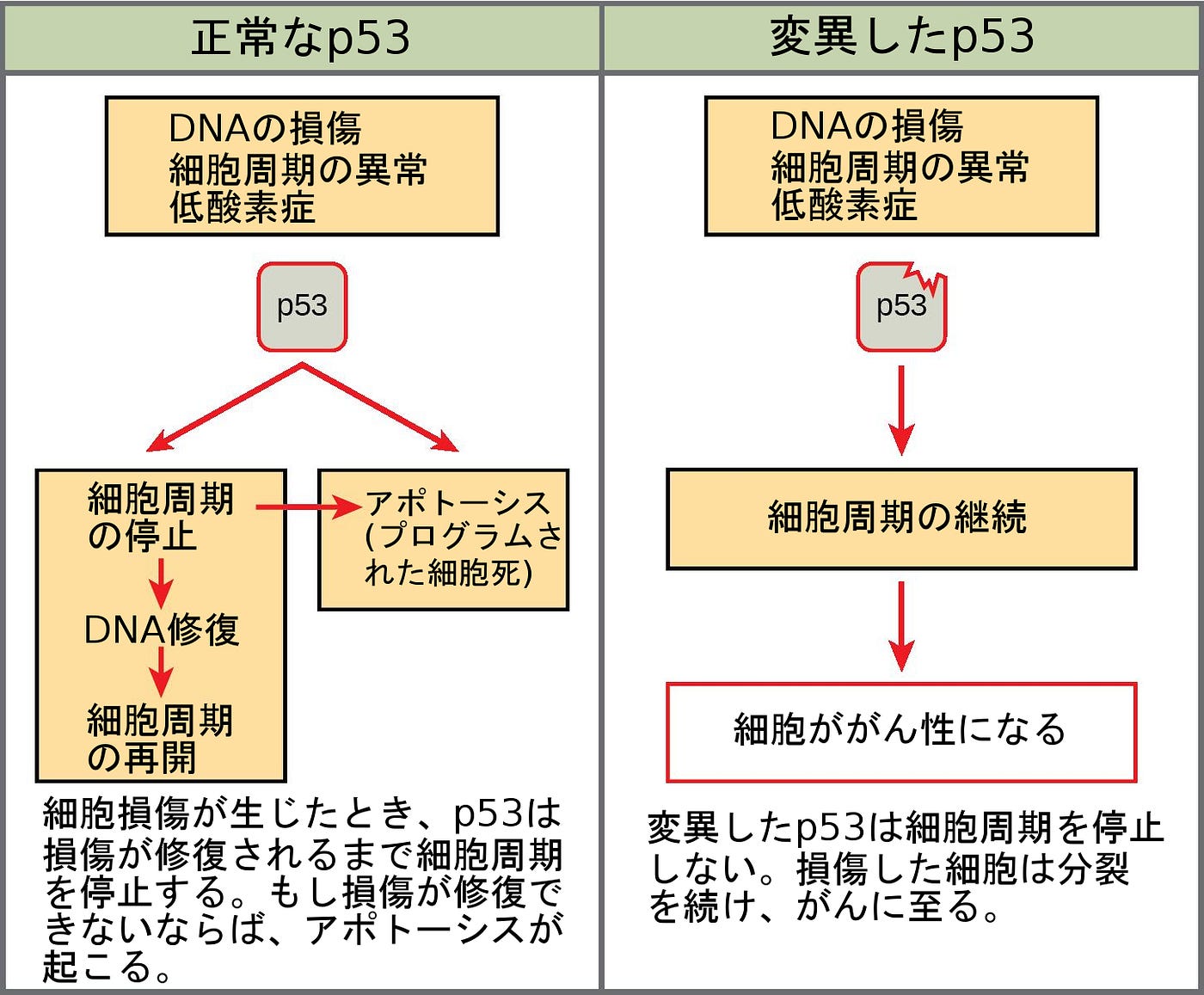 生物学 第2版 第10章 細胞増殖 Japanese Translation Of Biology 2e By Better Late Than Never Medium