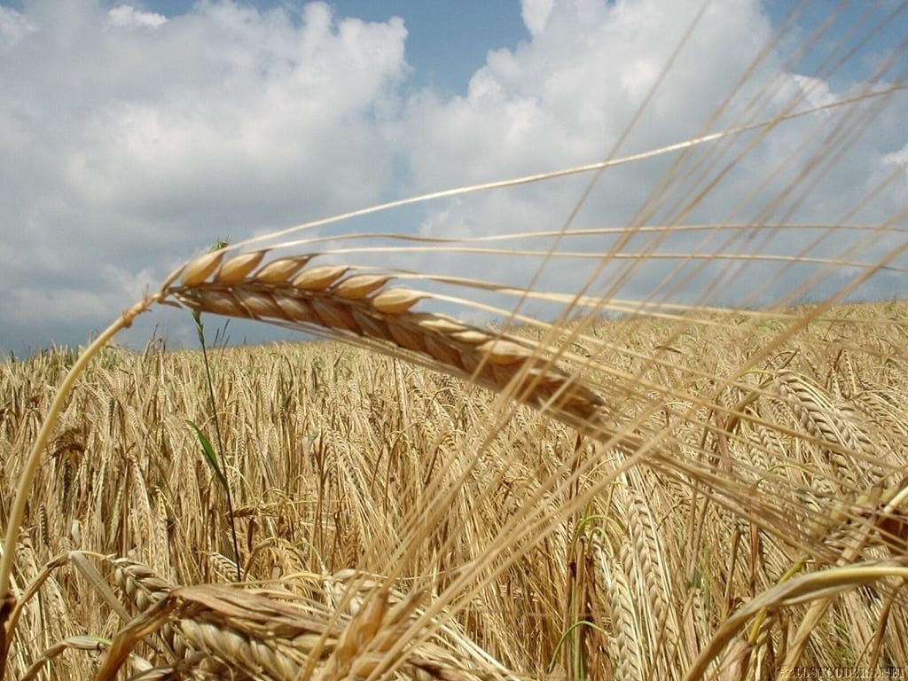 Wheat fields sway in the gentle country breezes
Photo Credit Maarten Kruit at Freeimages