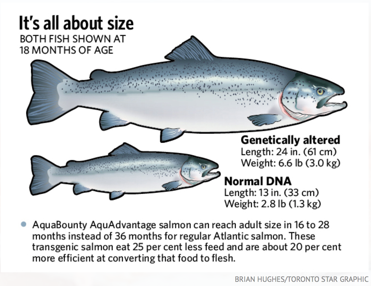Genetically Engineered Salmon Aqua Bounty Aqb Is A Salmon Fisheries By Jacob David Medium