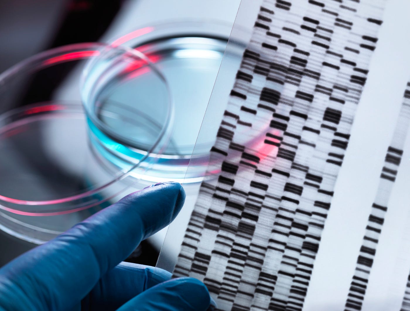 A close up of a gloved hand holding up a DNA autoradiogram next to a petri dish to illustrate genetic research.