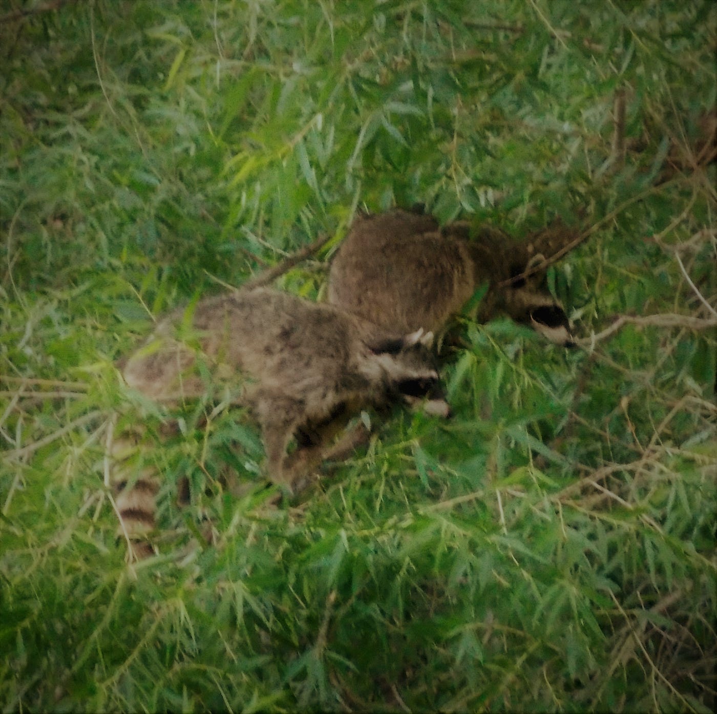 Arizona Otters. Recently I received an email from a… by Gary Every