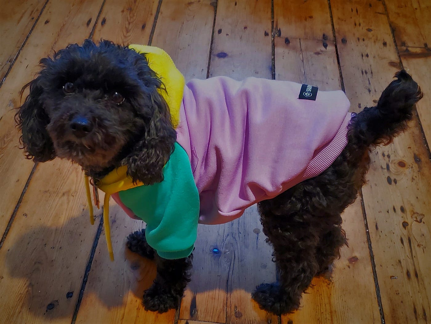 A black yorkipoo wearing a colorful sweatshirt stands on pine floor.