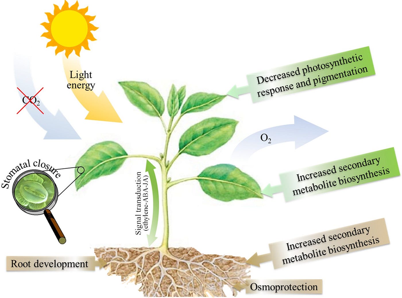 Effect of trees on environment. We can’t live without breathing in
