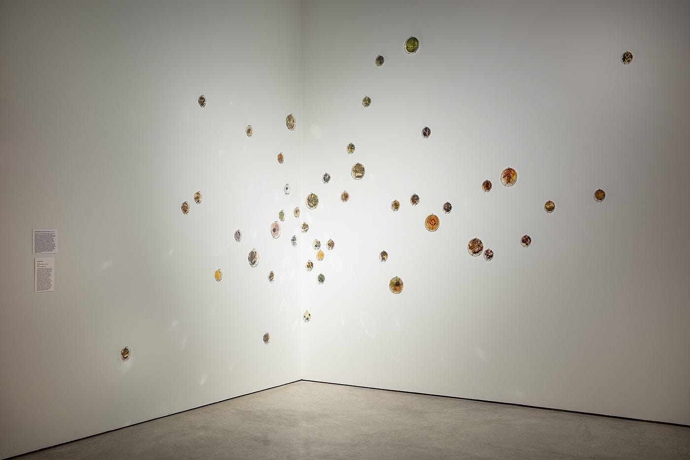 A cluster of green, yellow, and brown petri dishes features family album photographs, layered with images of food, flowers, and plants from South West Asia and North Africa. The petri dishes are installed across the gallery wall and are supported by three small nails each.