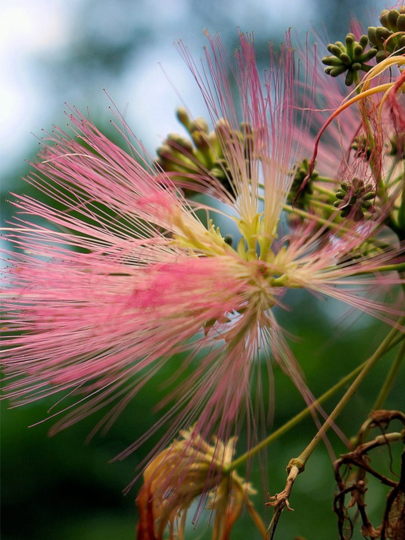 Color photo of what could be an invasive plant species.