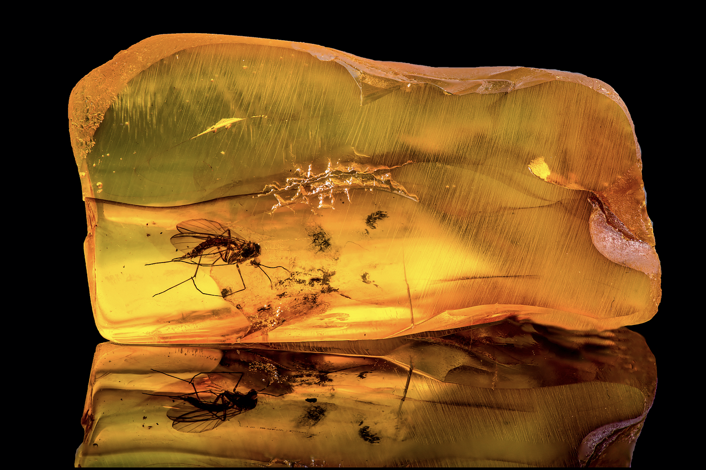 Mosquito trapped in amber, a reference to the movie Jurassic Park.