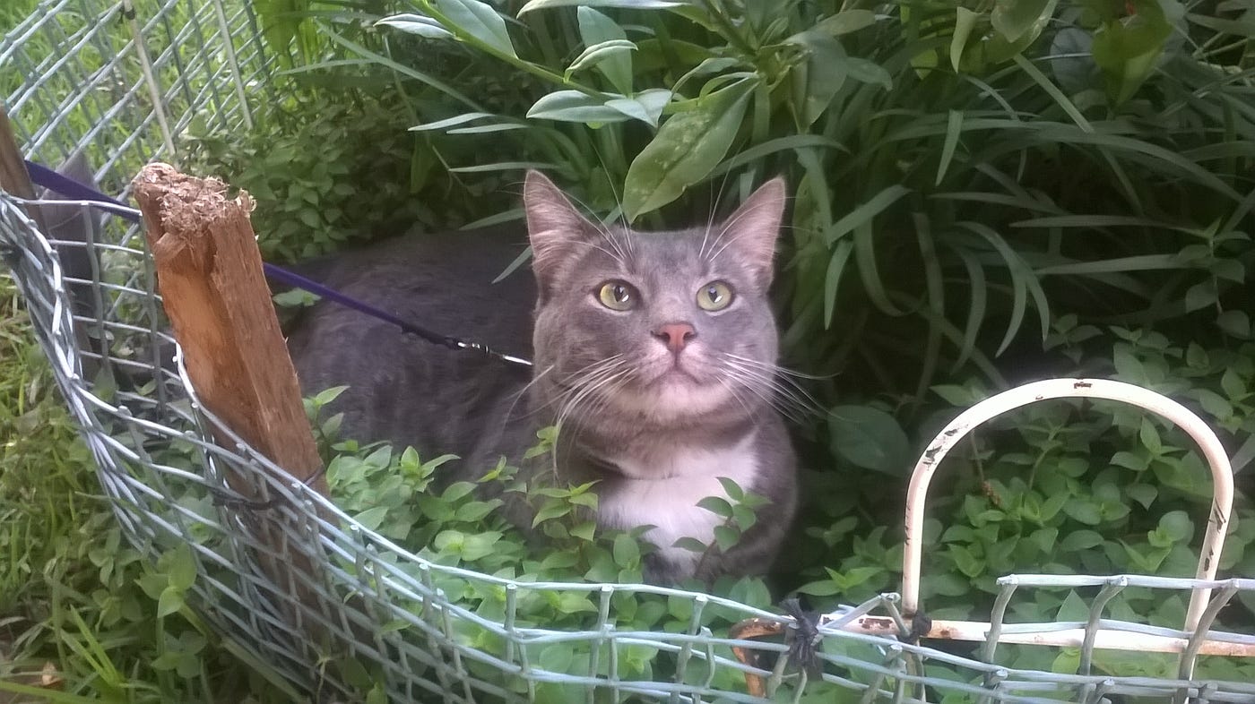 Learning Python as a Front End Dev | by Connor (Jovan) Nel | Oct, 2022 ...