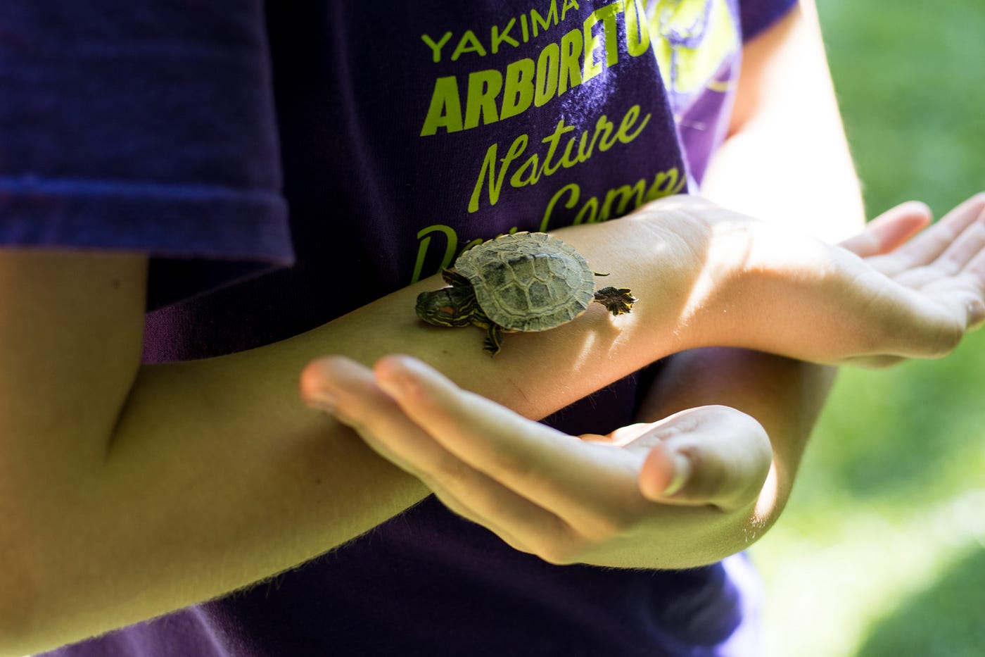 A small turtle is at the center of the picture, being held on the arm of a teenage girl.