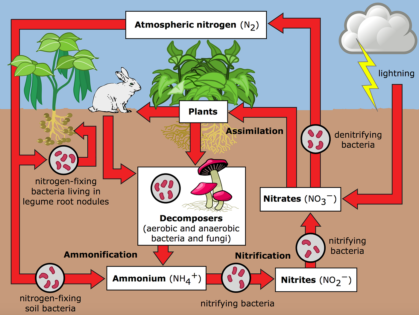 Soil What is it & Why does it matter? by Wayne Gibbins Medium