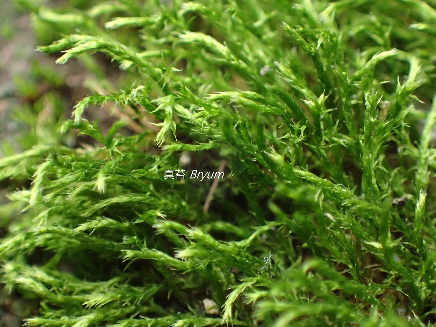 苔蘚學堂 平地苔蘚圖譜1 真苔屬 Bryum Yu Feng Medium