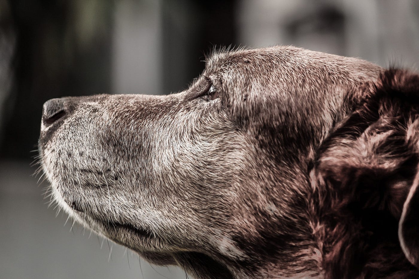 犬と男気 前編 Amazon Primeでふとみつけたドキュメンタリー映画 幻の動物王国 By Nao Kitazawa Naokitazawa Medium 犬と男気 前編 Amazon Primeでふとみつけたドキュメンタリー映画 幻の動物王国 By Nao Kitazawa Naokitazawa Medium