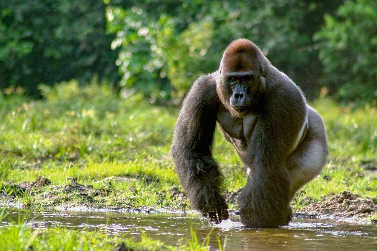 Wild Western Lowland Gorilla Silverback, Dzanga Sangha Forests in CAR. — Best places in Africa to see gorillas in the wild