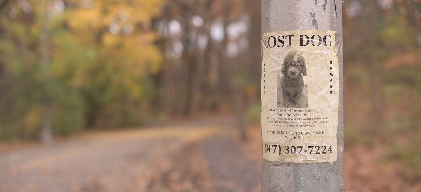 poster of a lost dog on a lamppost by the road